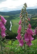 Fingerhut Roter Edertal Dodenau Rothaargeb